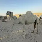 ضروبة وضحى طيبه للبيع