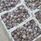 ثوم بلدي من المزرعه بدون اي اضافه كماويات