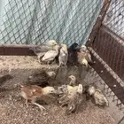 صوص دجاج بلدي