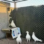 السلام عليكم ورحمة الله للبيع الحمام العدد 4 السعر 15