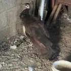 انثى طاؤوس
