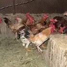 للبيع ديك بلدي العدد 20