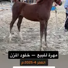 مهرة للبيع