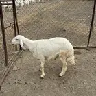 للبيع طليان