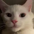 شيرازي وسكوتش