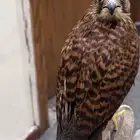 شرياص   شبوط للبيع