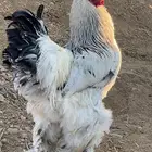 دجاج براهما كلومبي يوجد توصيل للباحه اليوم