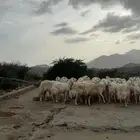 ضان حريات صنف