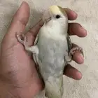 طير روز انثى