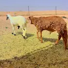 سواكن جذعان مرابي