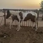 فرس وبنتها