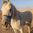 للبيع إحصان