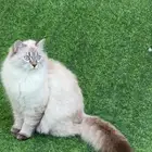 للبيع قطة نيفا ماسكوريد عمرها 9 شهور