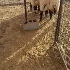 رخال نعيم خصم
