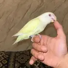 روز اليف وهدد داخلي وخارجي