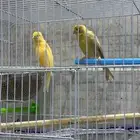 كناري للبيع