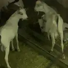 للبيع تيوس مرابي اربع شهور ونص