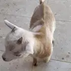 تيس قزم عمره شهرين