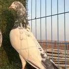 للبيع ذكر تيدي فاخر