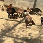 دجاج باكستاني