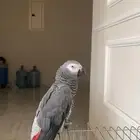 طير كاسكو انثى عمره 3 سنوات