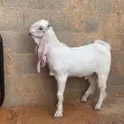 تيس مشروع فحل