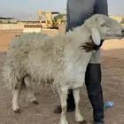 فحل حري مشروط