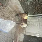 3 تيوس ذبايح