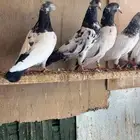 حمام باكستاني