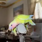 فروخ روز ((تم البيع ) احجام سوبر جنامبو