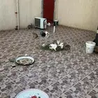 ارانب للبيع