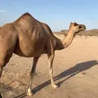 رحول عماني طوع راس وظهر وشاركت في سباق وسبو