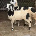بهم حري