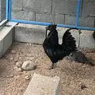 ديك اندونيسي