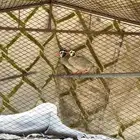 قهبي   عقاب