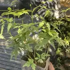 شتلات نيم العدد 100 شتله