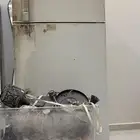 ثلاجه مايكرويف ابجورات