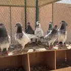 حمام باكستاني
