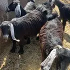 جفار جذعات فل شحم مراح العدد 5 مقنوي وذبح