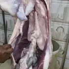 طليان سواكني وحري وقعدان