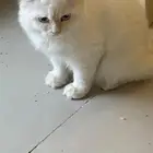 قطه للتبني