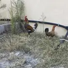 دجاج بلدي