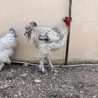 دجاج براهما لافندر