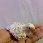 فرخ روز غر
