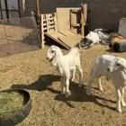دواغير للبيع