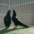 تم البيع   حمام باكستاني رام بوري