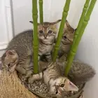 قطط للتبني للجادين فقط