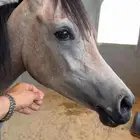 مهره شعبي العمر سنة ونصف ( شهادة تسجيل) الاسم غزل الطلب