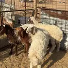 طليان