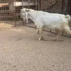 فحل ابيض ابرص جرم طيب